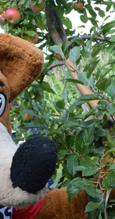 Appels plukken met Phoxy