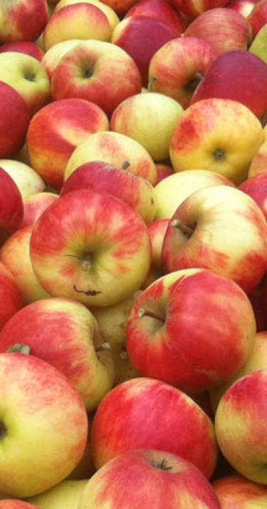 Doe mee met de Phoxy Appelplukdag